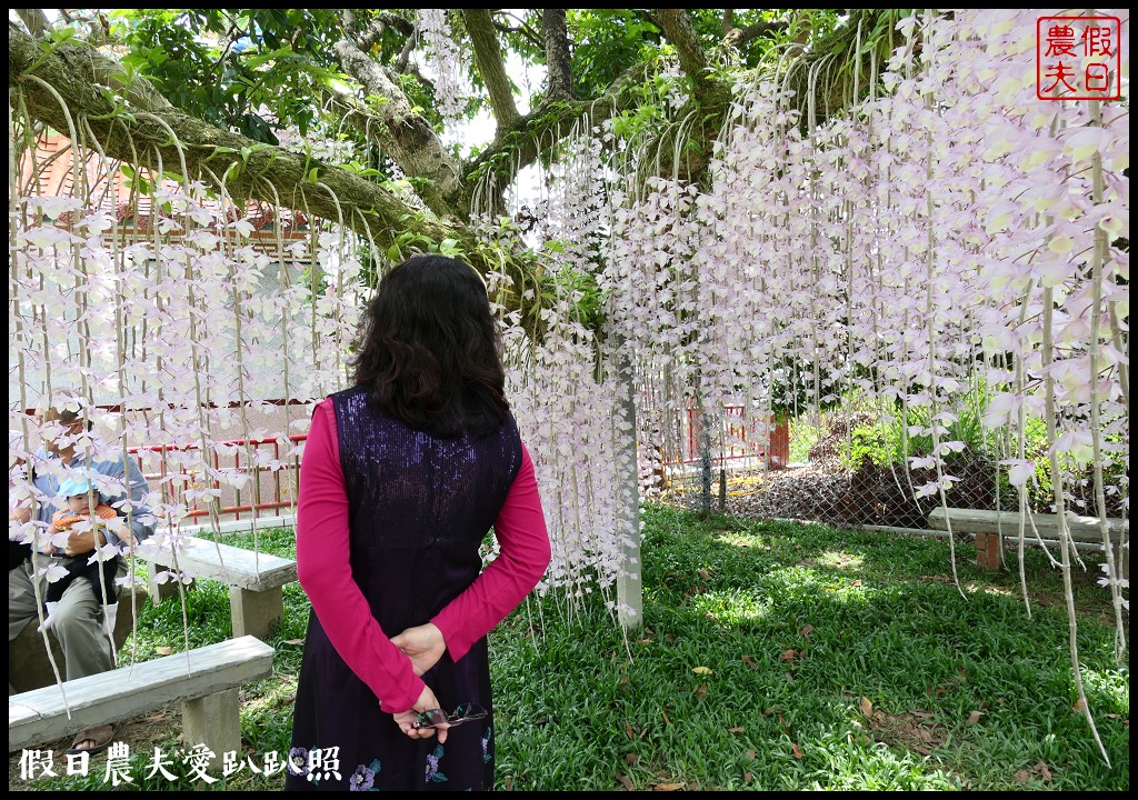 白河石斛蘭瀑布開花了|近洪氏溪洲部落赤中寺|交通指引 @假日農夫愛趴趴照