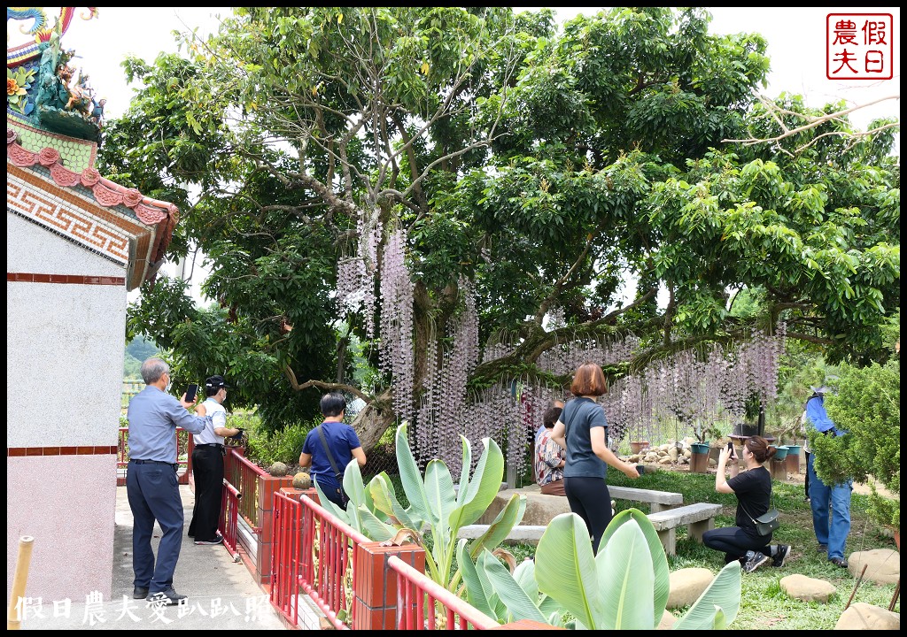 白河石斛蘭瀑布開花了|近洪氏溪洲部落赤中寺|交通指引 @假日農夫愛趴趴照