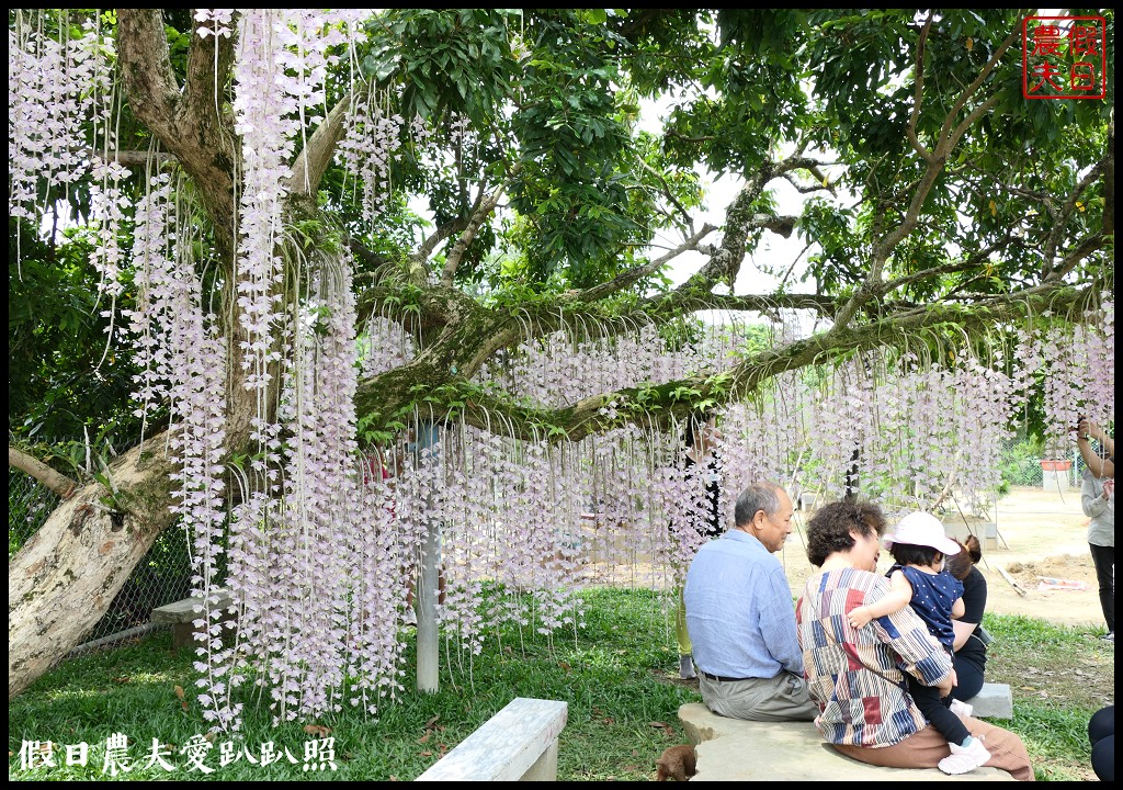 白河石斛蘭瀑布開花了|近洪氏溪洲部落赤中寺|交通指引 @假日農夫愛趴趴照