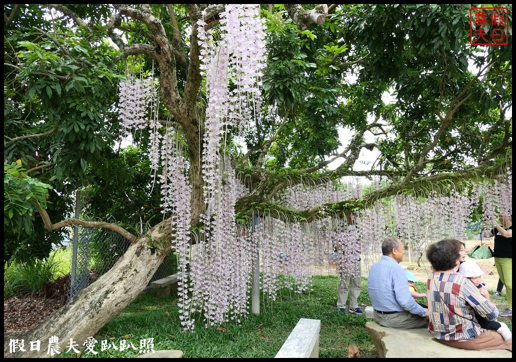 白河石斛蘭瀑布開花了|近洪氏溪洲部落赤中寺|交通指引 @假日農夫愛趴趴照