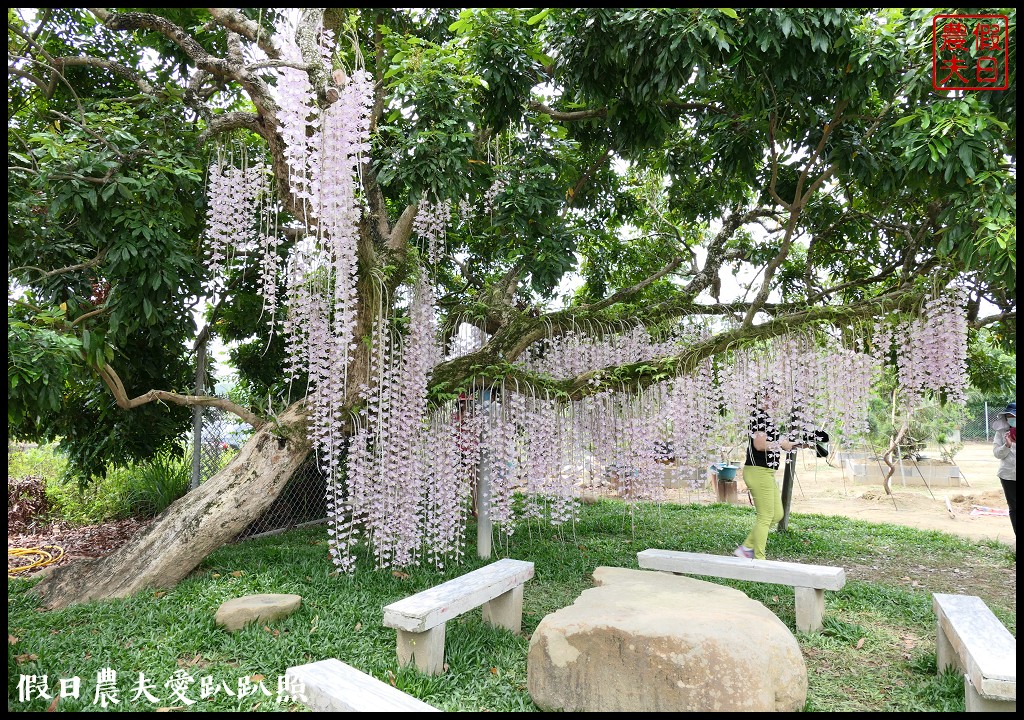 白河石斛蘭瀑布開花了|近洪氏溪洲部落赤中寺|交通指引 @假日農夫愛趴趴照