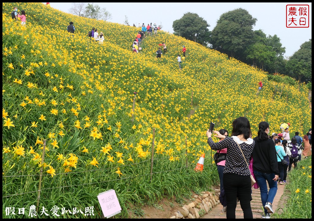 彰化虎山巖金針花盛開．滿山遍野黃澄澄的金針花療癒人心 @假日農夫愛趴趴照