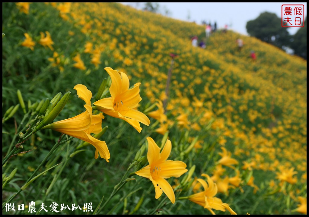 彰化虎山巖金針花盛開．滿山遍野黃澄澄的金針花療癒人心 @假日農夫愛趴趴照