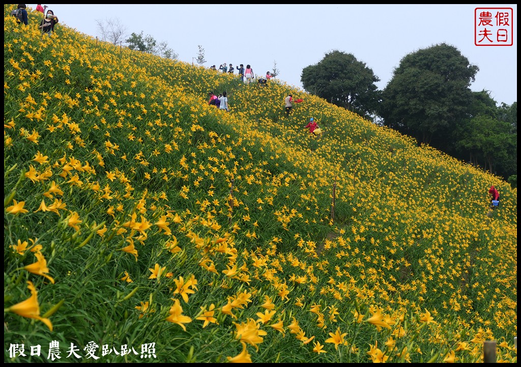 彰化虎山巖金針花盛開．滿山遍野黃澄澄的金針花療癒人心 @假日農夫愛趴趴照