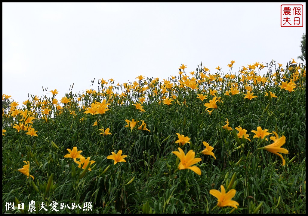 彰化虎山巖金針花盛開．滿山遍野黃澄澄的金針花療癒人心 @假日農夫愛趴趴照