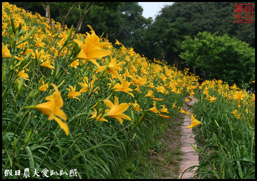 彰化虎山巖金針花盛開．滿山遍野黃澄澄的金針花療癒人心 @假日農夫愛趴趴照