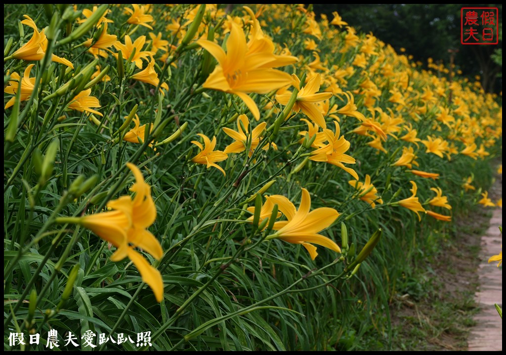 彰化虎山巖金針花盛開．滿山遍野黃澄澄的金針花療癒人心 @假日農夫愛趴趴照