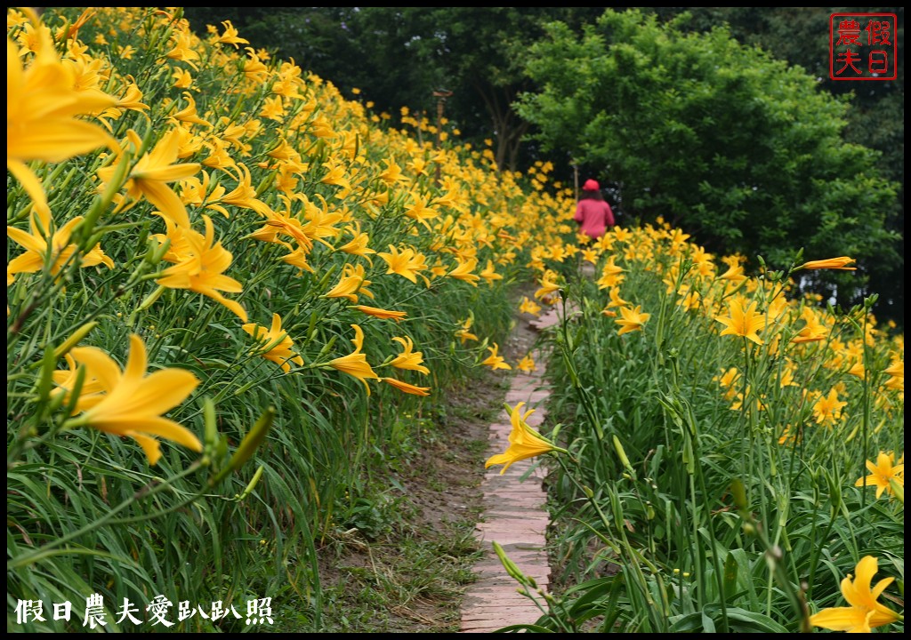 彰化虎山巖金針花盛開．滿山遍野黃澄澄的金針花療癒人心 @假日農夫愛趴趴照