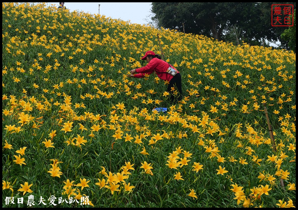 彰化虎山巖金針花盛開．滿山遍野黃澄澄的金針花療癒人心 @假日農夫愛趴趴照