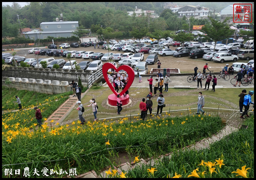 彰化虎山巖金針花盛開．滿山遍野黃澄澄的金針花療癒人心 @假日農夫愛趴趴照