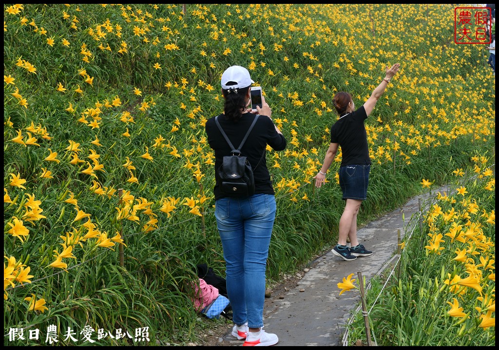 彰化虎山巖金針花盛開．滿山遍野黃澄澄的金針花療癒人心 @假日農夫愛趴趴照