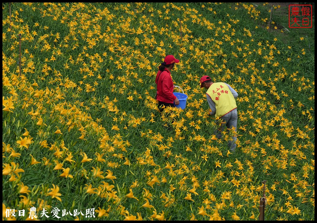 彰化虎山巖金針花盛開．滿山遍野黃澄澄的金針花療癒人心 @假日農夫愛趴趴照