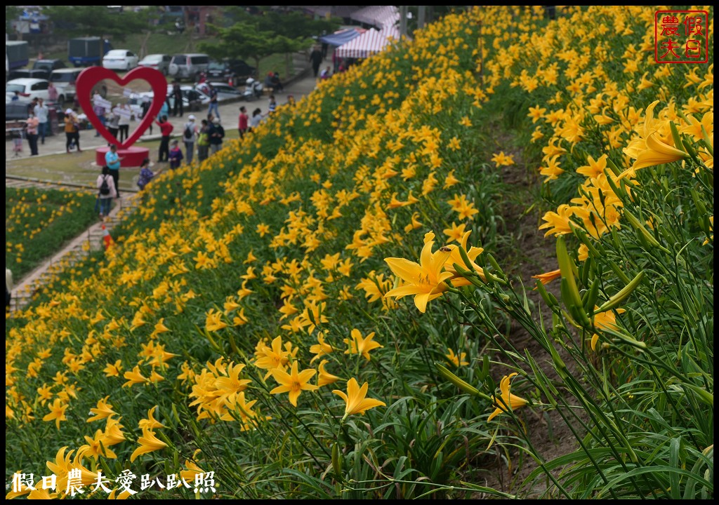 彰化虎山巖金針花盛開．滿山遍野黃澄澄的金針花療癒人心 @假日農夫愛趴趴照