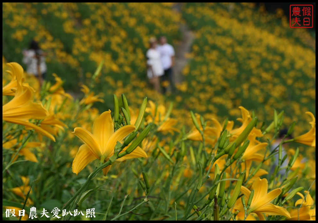 彰化虎山巖金針花盛開．滿山遍野黃澄澄的金針花療癒人心 @假日農夫愛趴趴照