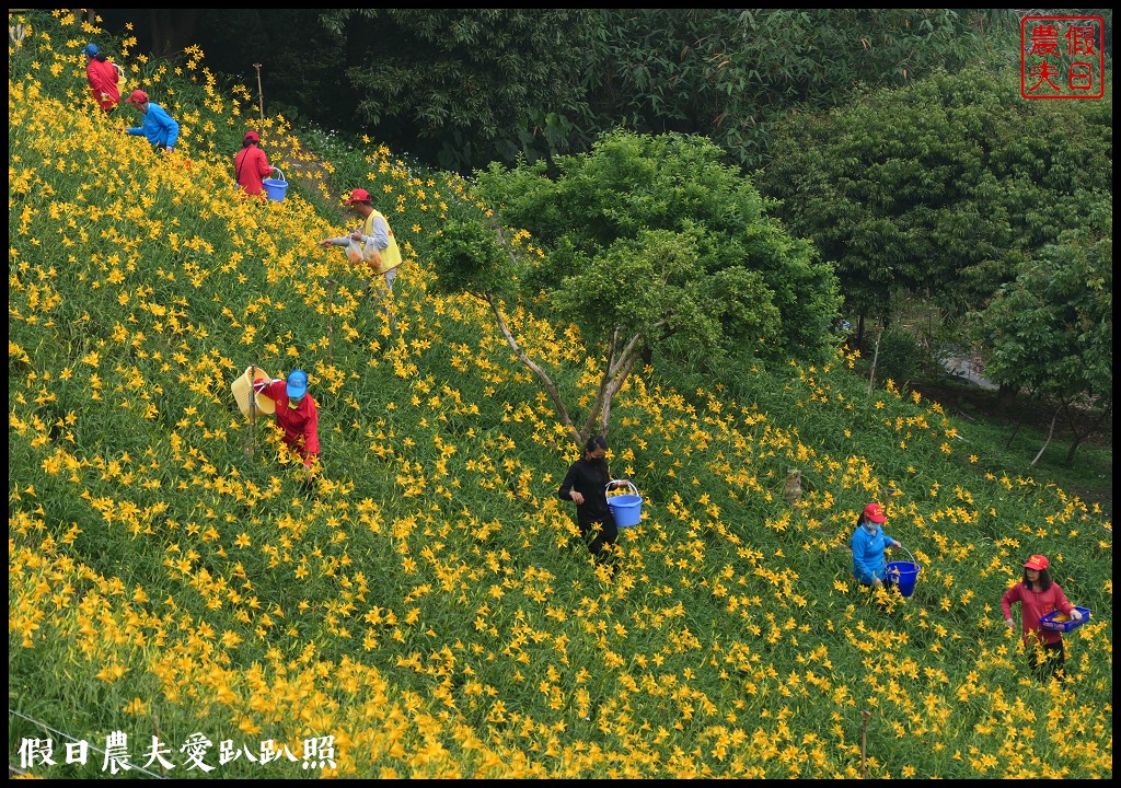 彰化虎山巖金針花盛開．滿山遍野黃澄澄的金針花療癒人心 @假日農夫愛趴趴照