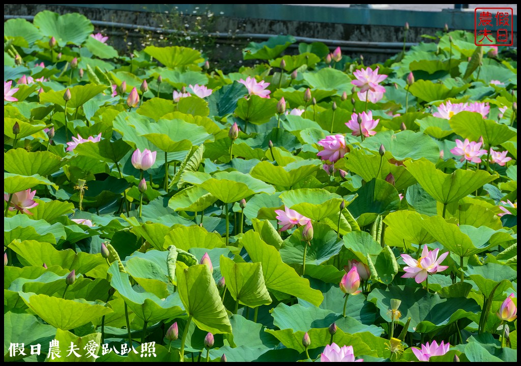 台南白河蓮花季．最佳賞花景點和交通路線 @假日農夫愛趴趴照