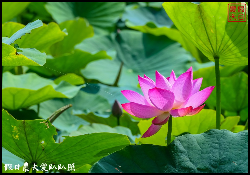 台南白河蓮花季．最佳賞花景點和交通路線 @假日農夫愛趴趴照