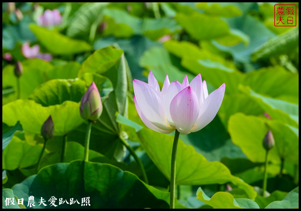 台南白河蓮花季．最佳賞花景點和交通路線 @假日農夫愛趴趴照