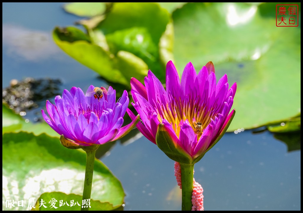 台南白河蓮花季．最佳賞花景點和交通路線 @假日農夫愛趴趴照