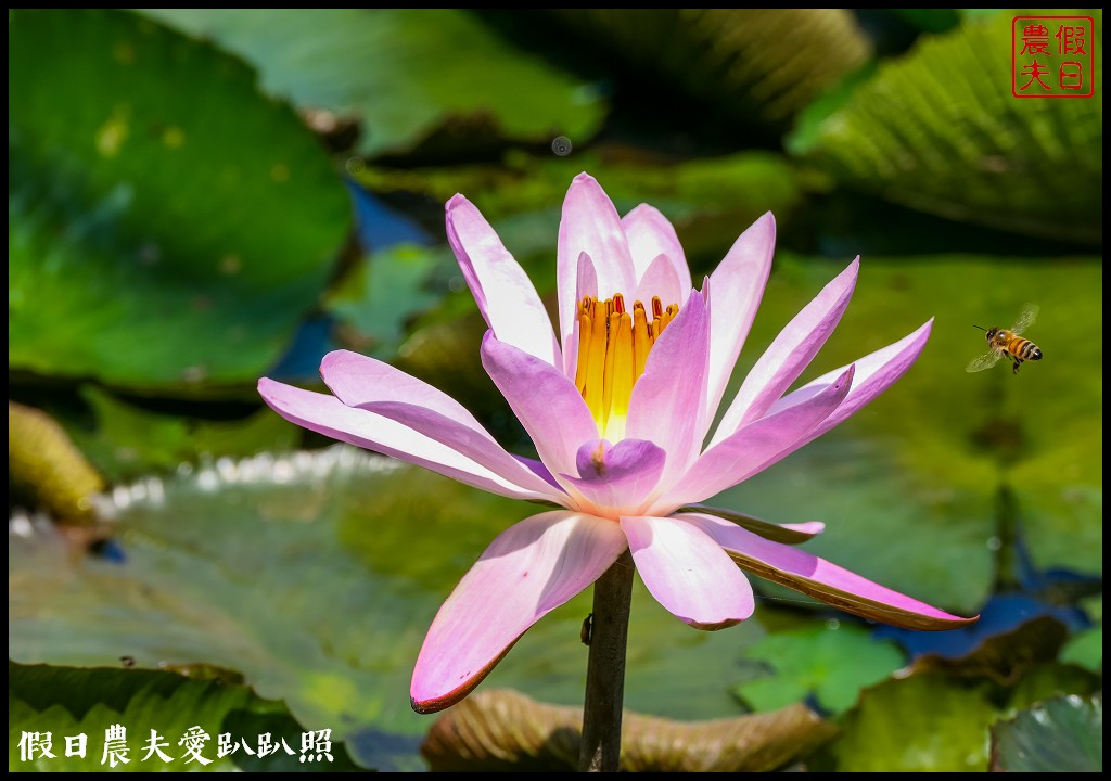 台南白河蓮花季．最佳賞花景點和交通路線 @假日農夫愛趴趴照