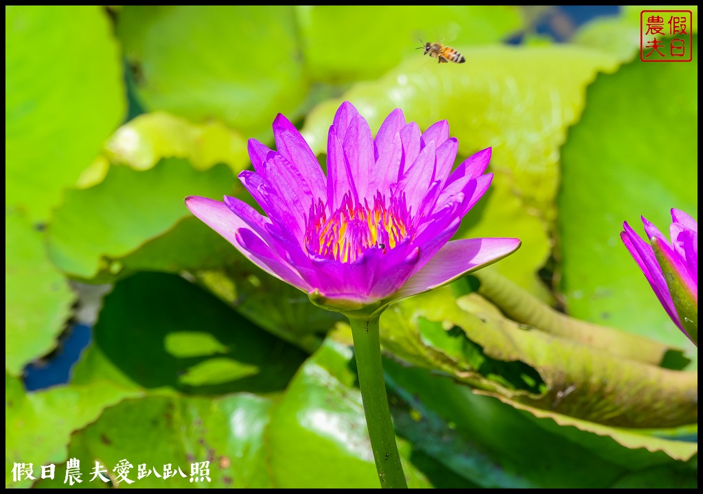 台南白河蓮花季．最佳賞花景點和交通路線 @假日農夫愛趴趴照