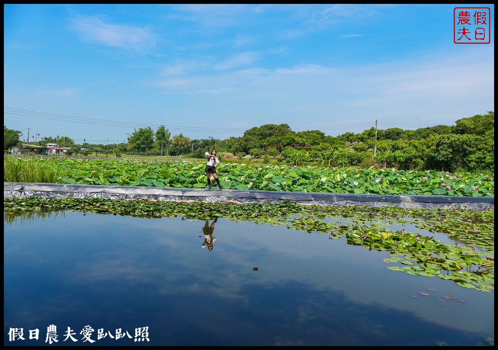 台南白河蓮花季．最佳賞花景點和交通路線 @假日農夫愛趴趴照