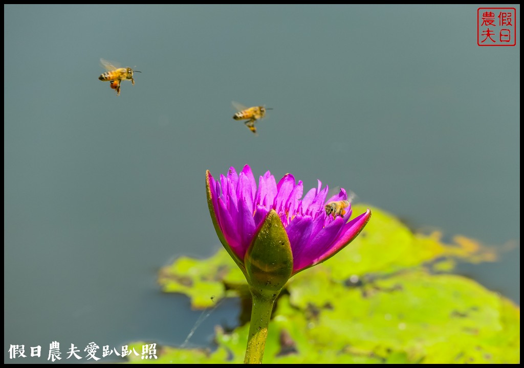 台南白河蓮花季．最佳賞花景點和交通路線 @假日農夫愛趴趴照