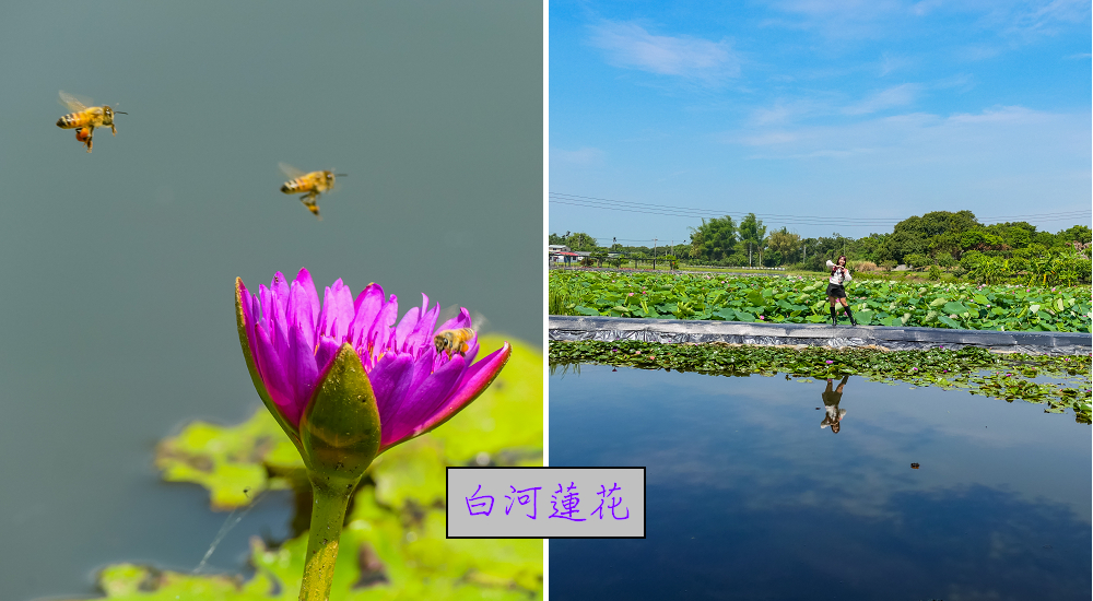 台南白河蓮花季．最佳賞花景點和交通路線 @假日農夫愛趴趴照