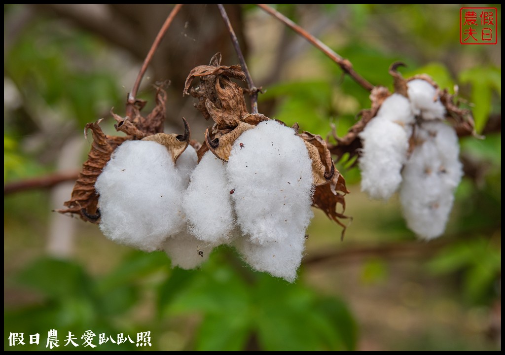 和明織品文化館|紡織觀光工廠/DIY/未必咖啡 @假日農夫愛趴趴照