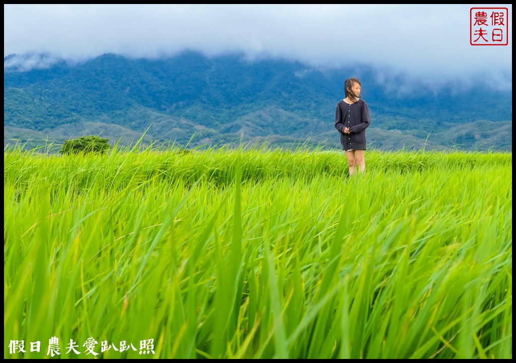 騎腳踏車悠遊伯朗大道/天堂路/金城武樹/蔡依林樹/鐵馬驛站 @假日農夫愛趴趴照