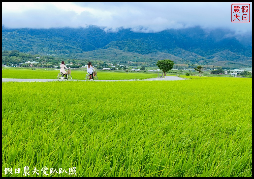 騎腳踏車悠遊伯朗大道/天堂路/金城武樹/蔡依林樹/鐵馬驛站 @假日農夫愛趴趴照