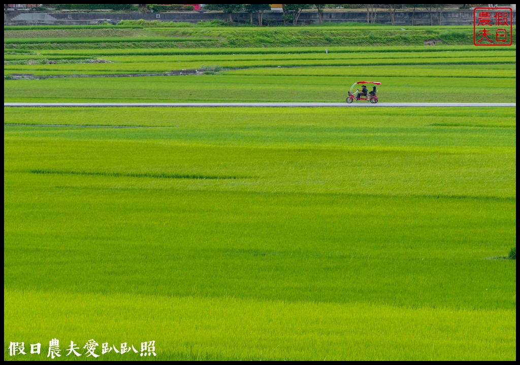 騎腳踏車悠遊伯朗大道/天堂路/金城武樹/蔡依林樹/鐵馬驛站 @假日農夫愛趴趴照