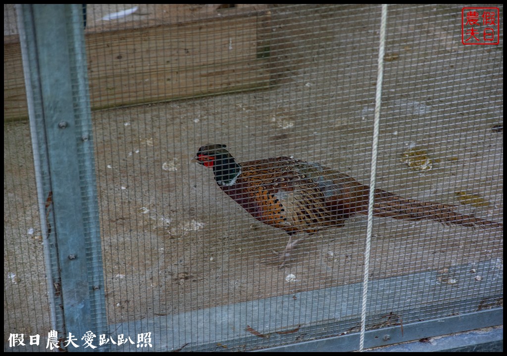 苗栗景點|南庄蘇維拉莊園．走進夢想童話森林裡/RE紅包回饋最高100%活動中 @假日農夫愛趴趴照