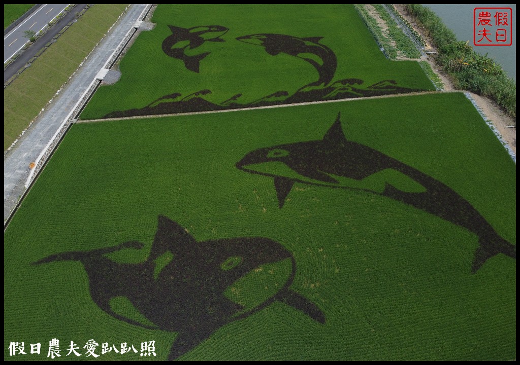 宜蘭彩繪稻田．想拍風箏熱氣球彩繪還是虎鯨稻海 @假日農夫愛趴趴照