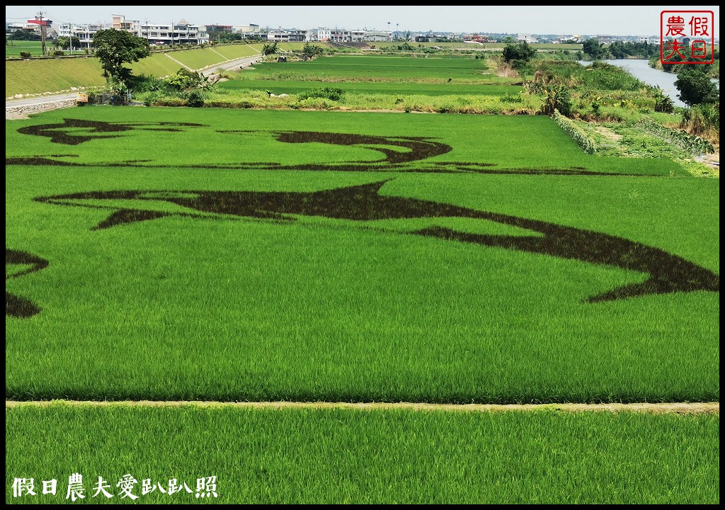 宜蘭彩繪稻田．想拍風箏熱氣球彩繪還是虎鯨稻海 @假日農夫愛趴趴照