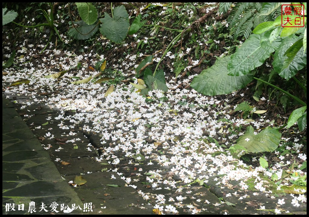 超夢幻歐式庭園免費參觀❗️宜蘭仁山植物園 @假日農夫愛趴趴照