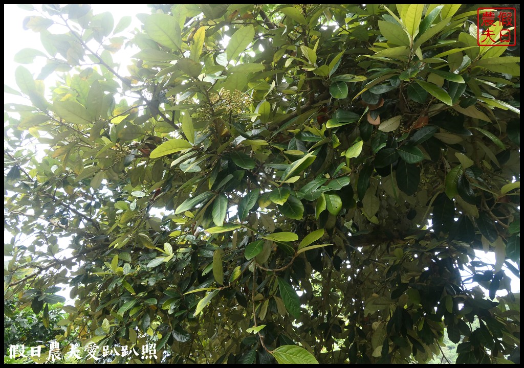 超夢幻歐式庭園免費參觀❗️宜蘭仁山植物園 @假日農夫愛趴趴照