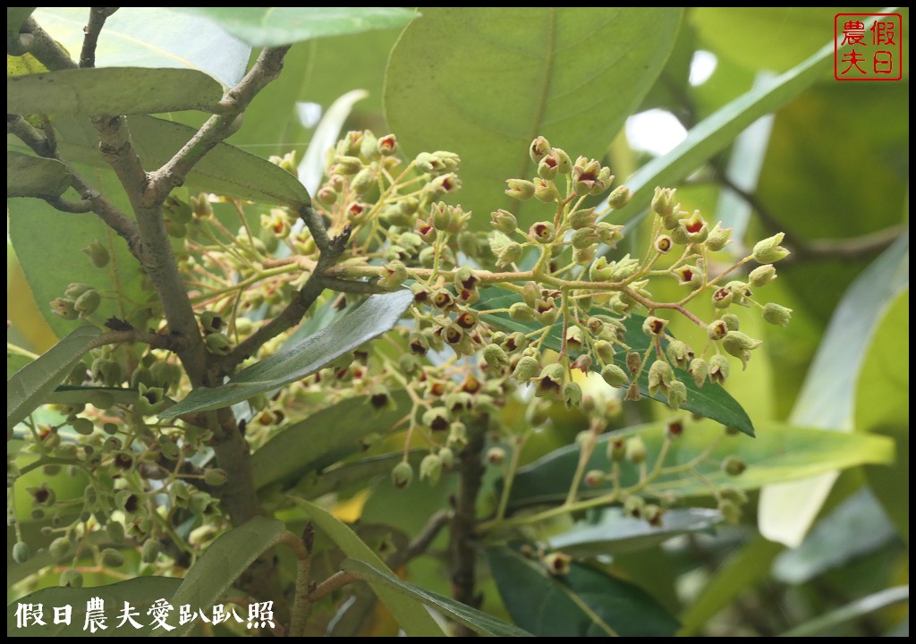 超夢幻歐式庭園免費參觀❗️宜蘭仁山植物園 @假日農夫愛趴趴照