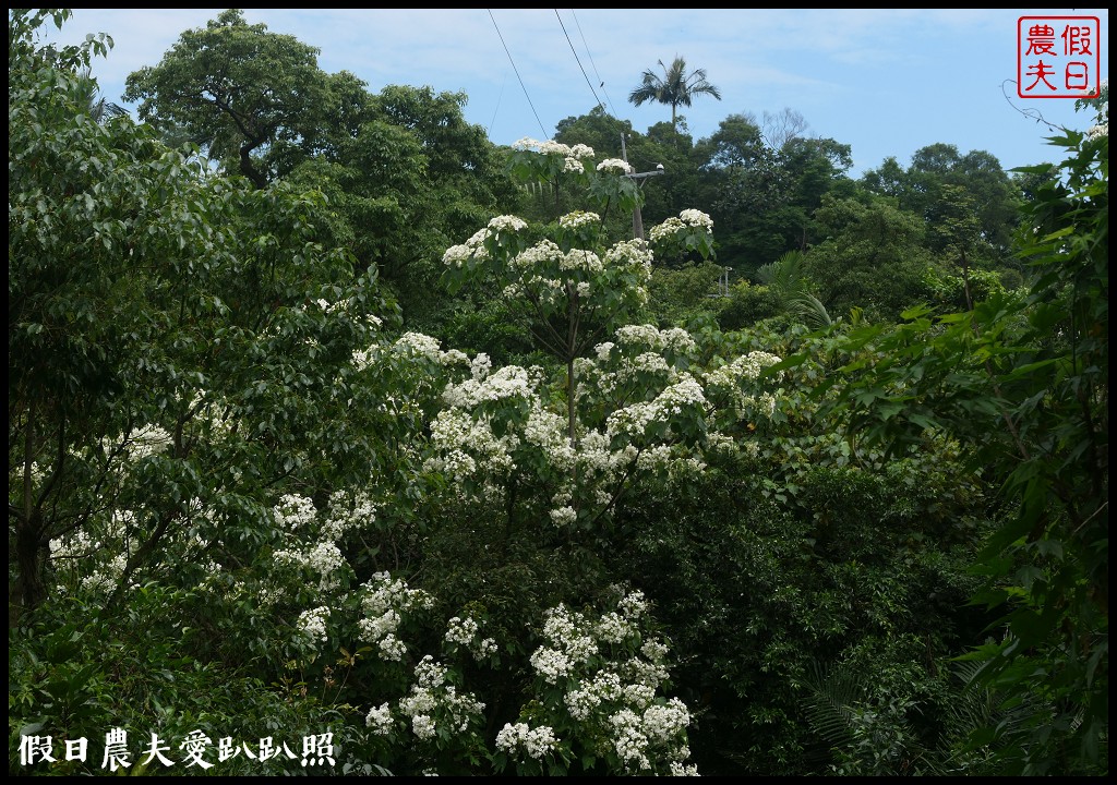 超夢幻歐式庭園免費參觀❗️宜蘭仁山植物園 @假日農夫愛趴趴照