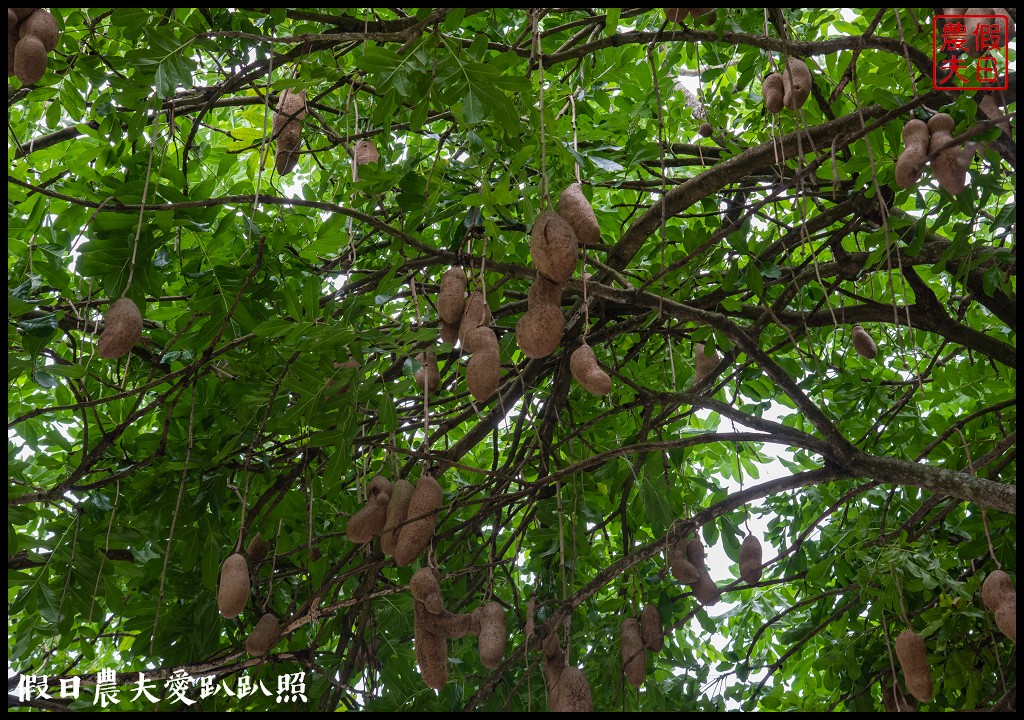 洗心館泥漿溫泉水舍|關子嶺二天一夜行程安排/水火同源 @假日農夫愛趴趴照