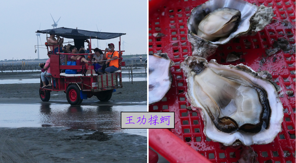 王功漁港|觀光採蚵車生態探索之旅/王功漁火節 @假日農夫愛趴趴照