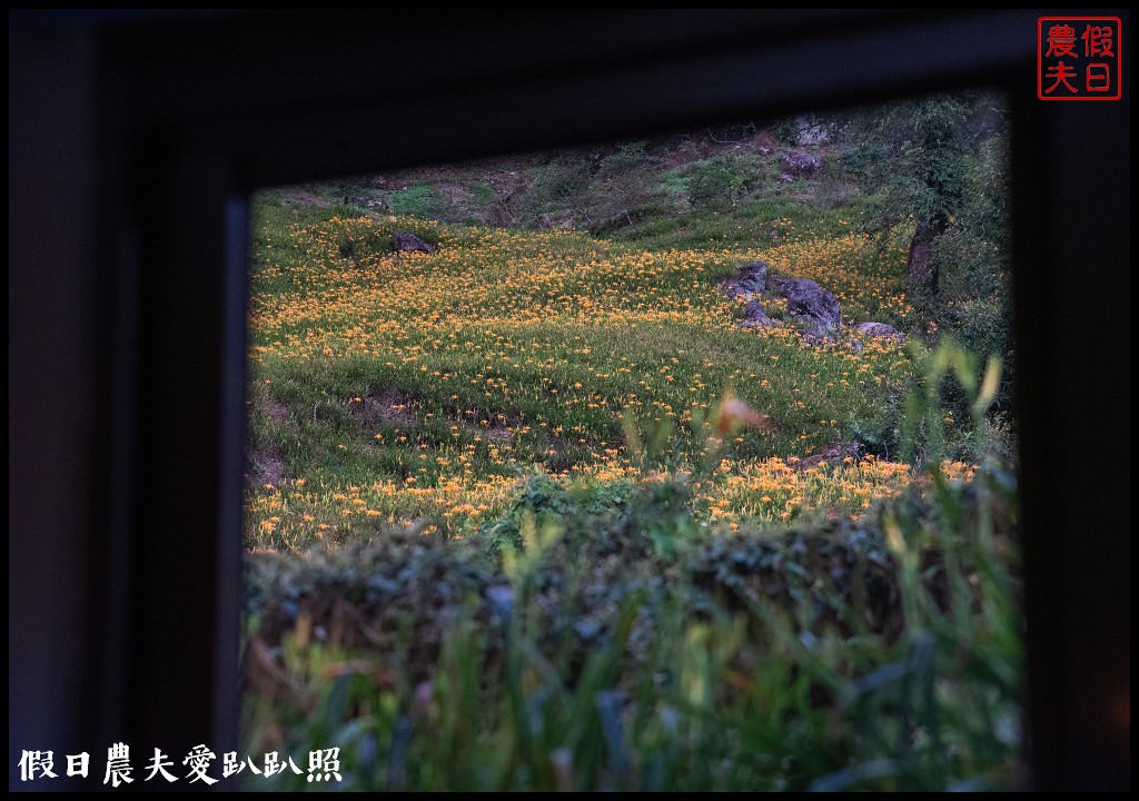 赤柯山金針花五大必拍景點一篇告訴你|小瑞士農場\林家園\千噸神龜\三巨石\汪家古厝 @假日農夫愛趴趴照