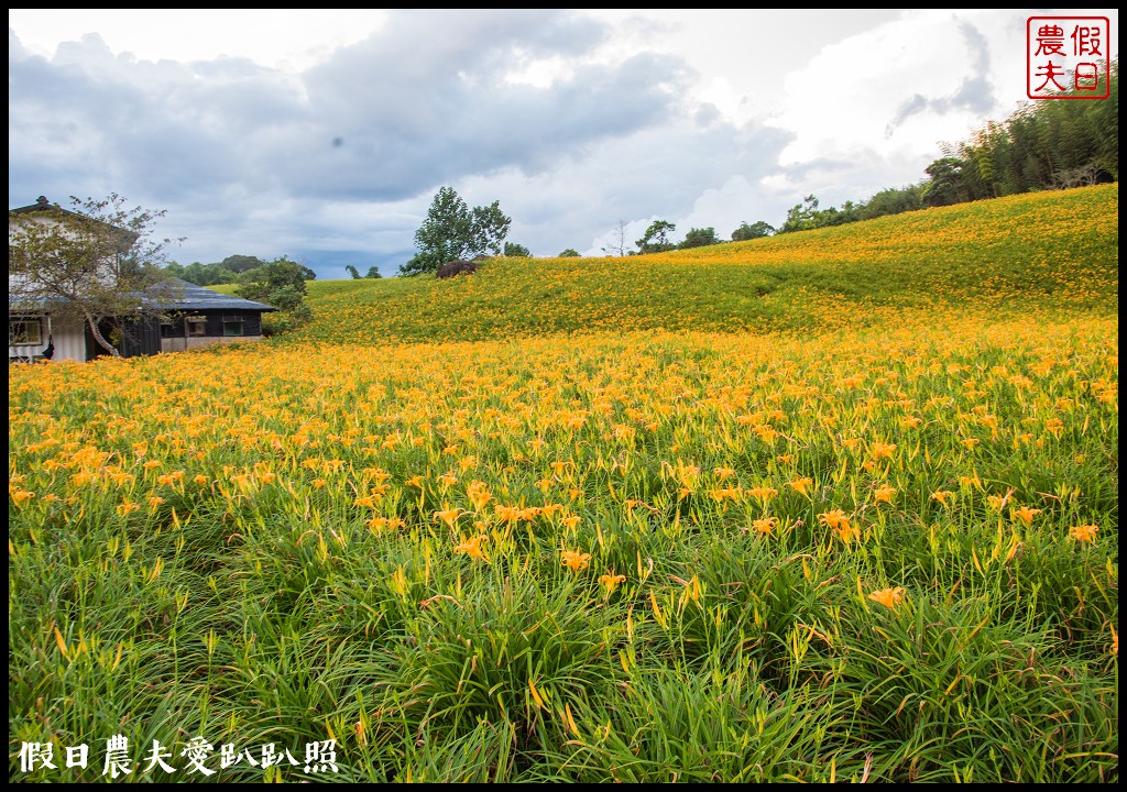 赤柯山金針花五大必拍景點一篇告訴你|小瑞士農場\林家園\千噸神龜\三巨石\汪家古厝 @假日農夫愛趴趴照