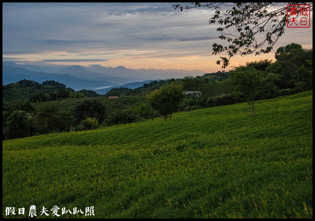 赤柯山金針花五大必拍景點一篇告訴你|小瑞士農場\林家園\千噸神龜\三巨石\汪家古厝 @假日農夫愛趴趴照