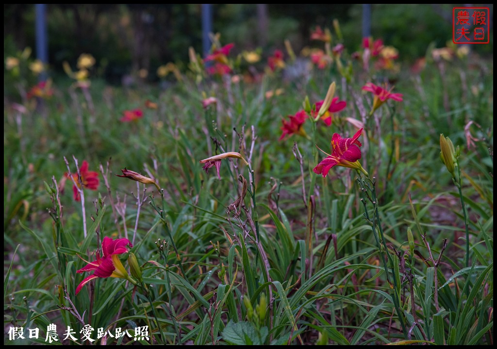 赤柯山金針花五大必拍景點一篇告訴你|小瑞士農場\林家園\千噸神龜\三巨石\汪家古厝 @假日農夫愛趴趴照