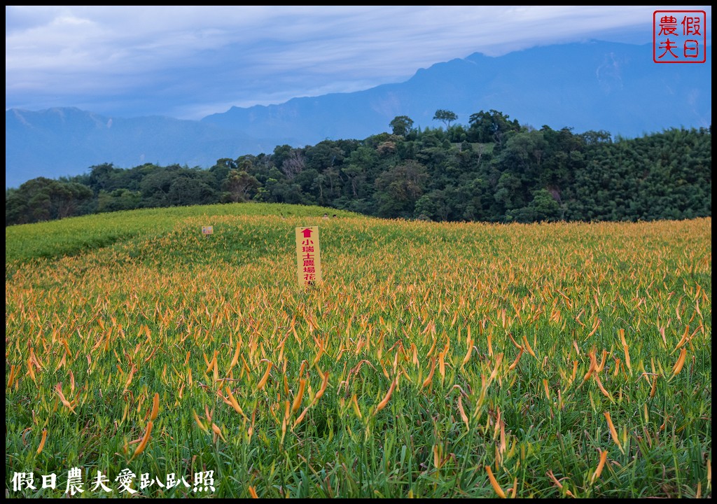 赤柯山金針花五大必拍景點一篇告訴你|小瑞士農場\林家園\千噸神龜\三巨石\汪家古厝 @假日農夫愛趴趴照