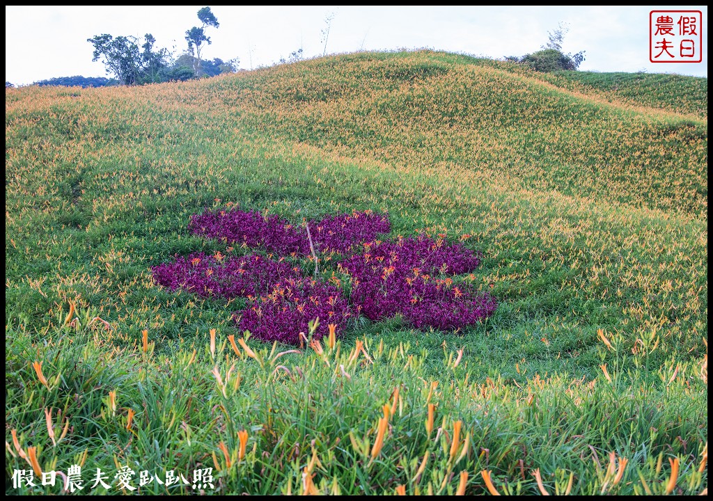 赤柯山金針花五大必拍景點一篇告訴你|小瑞士農場\林家園\千噸神龜\三巨石\汪家古厝 @假日農夫愛趴趴照