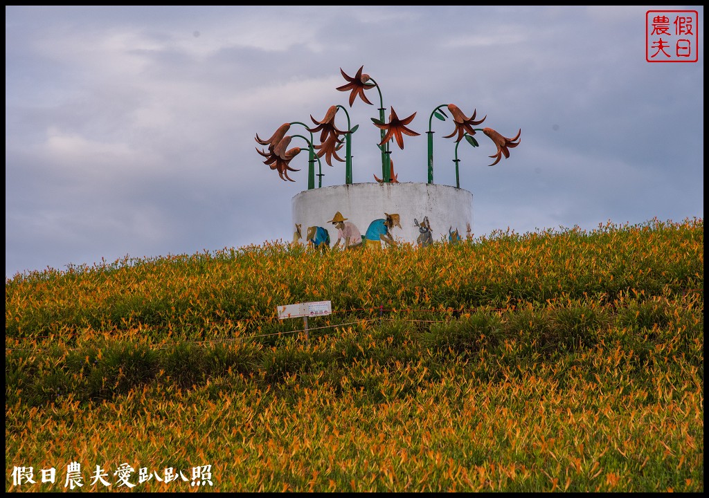 赤柯山金針花五大必拍景點一篇告訴你|小瑞士農場\林家園\千噸神龜\三巨石\汪家古厝 @假日農夫愛趴趴照