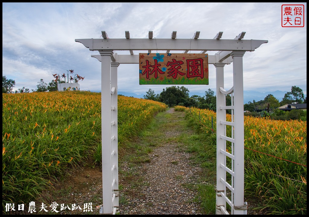 赤柯山金針花五大必拍景點一篇告訴你|小瑞士農場\林家園\千噸神龜\三巨石\汪家古厝 @假日農夫愛趴趴照