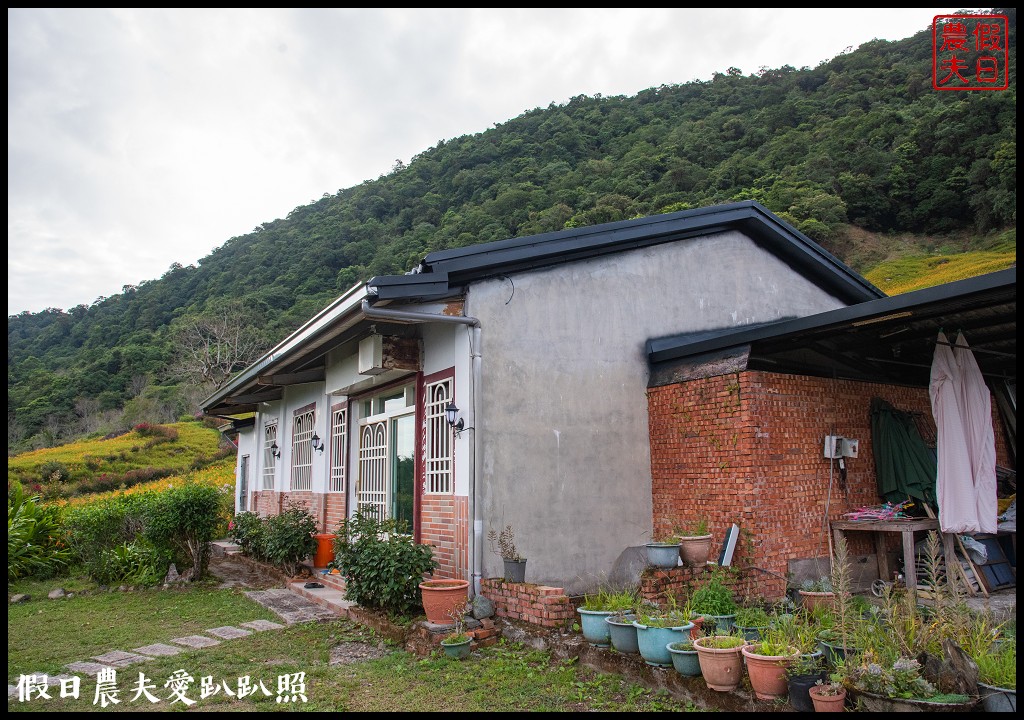 赤柯山金針花五大必拍景點一篇告訴你|小瑞士農場\林家園\千噸神龜\三巨石\汪家古厝 @假日農夫愛趴趴照